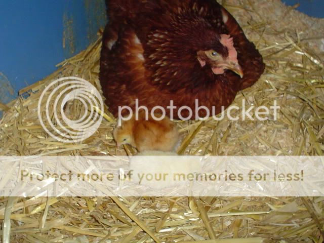 newchicpics006.jpg