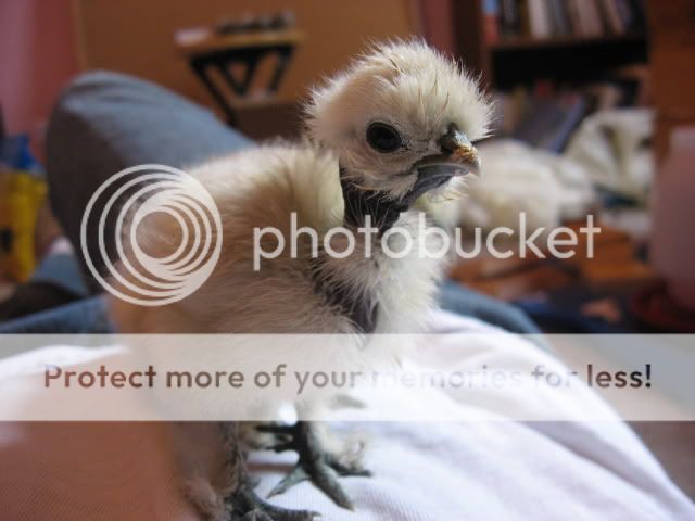 morechicks021.jpg