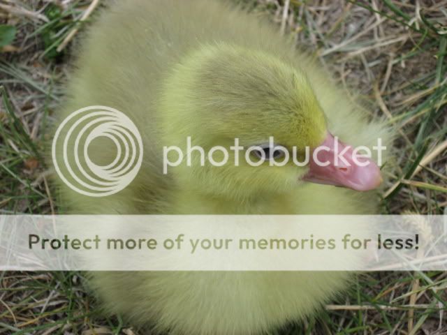 chickfieldtrip039.jpg