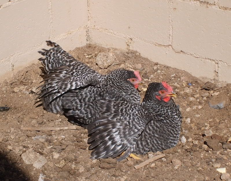 gardenchickens002.jpg