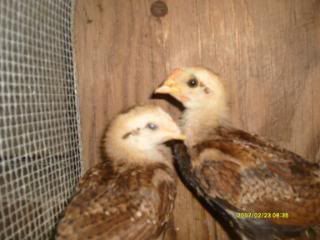Summer2009040.jpg