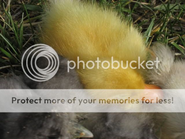 chickfieldtrip046.jpg