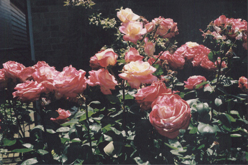 tumblr_m00gw2l7Z71rq6opho1_500.jpg