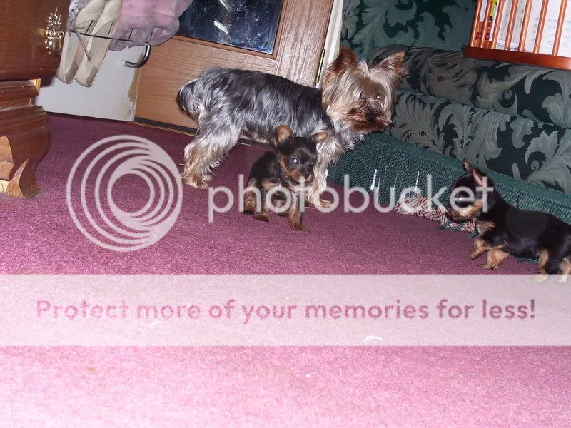 Puppies009.jpg