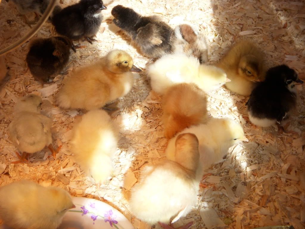 chicks050.jpg