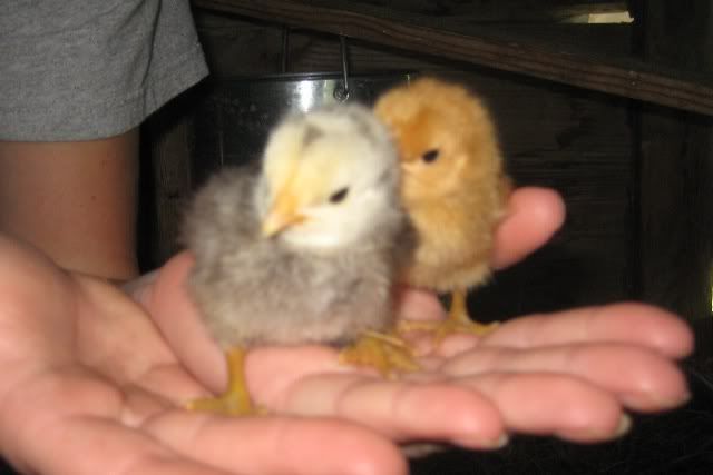 babychick4.jpg