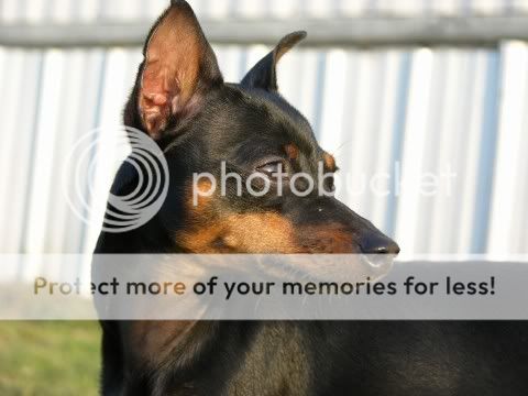 izzy1.jpg