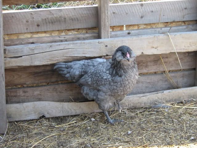 chickenpics2011578.jpg