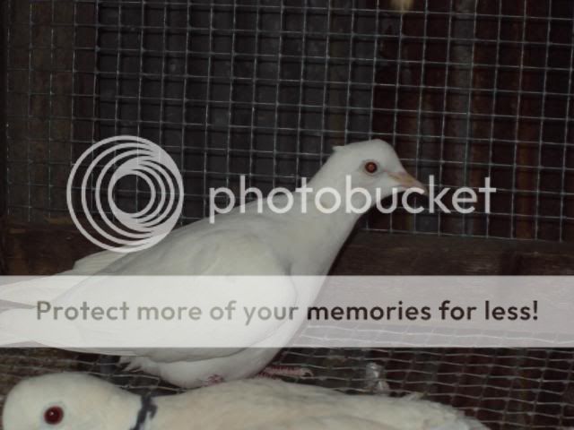 DSC00741.jpg