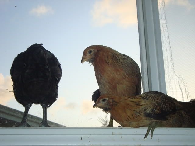 DSC02183.jpg