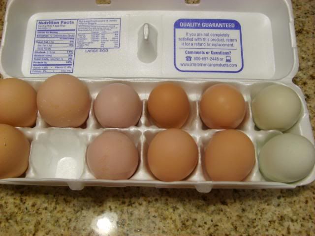 Chickens4sale001.jpg