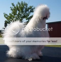 Casper.jpg