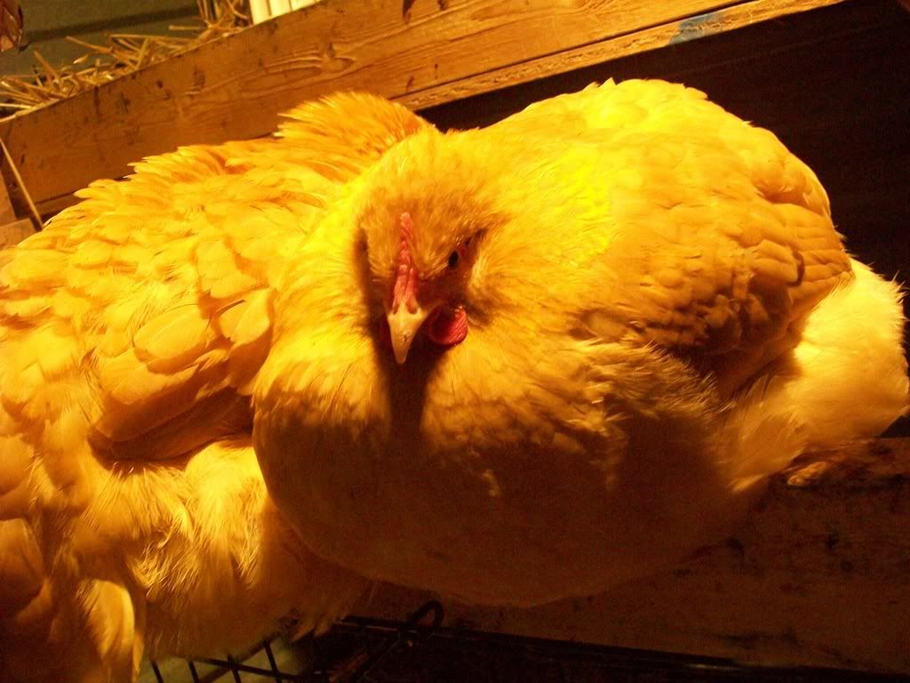 animals063-1.jpg