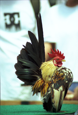 serama-striking-its-famous-pose.jpg