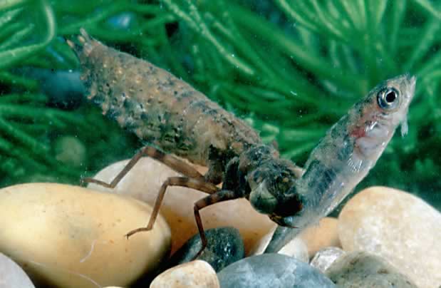dragonfly_larva.jpg
