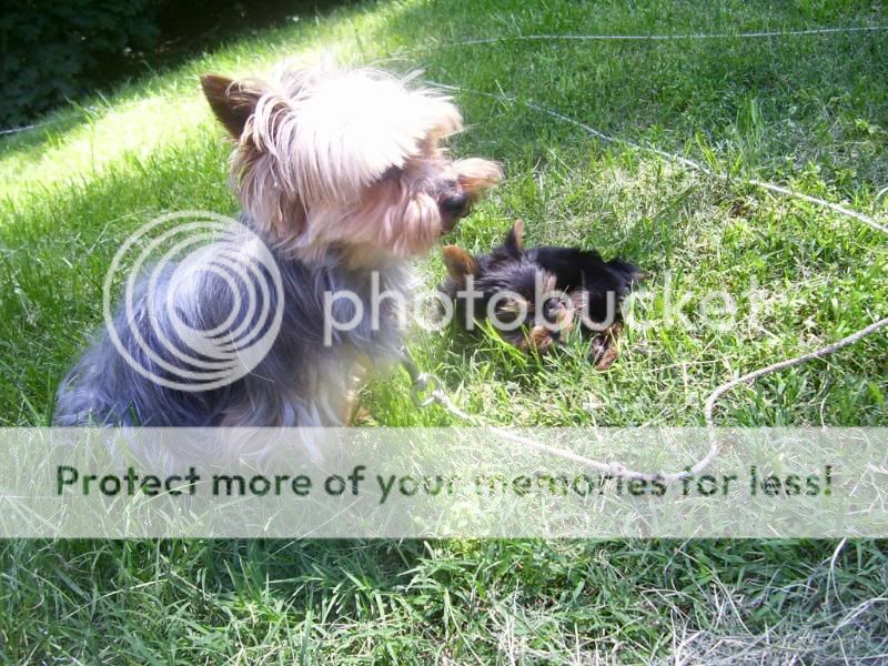 Puppy5-26-08025.jpg