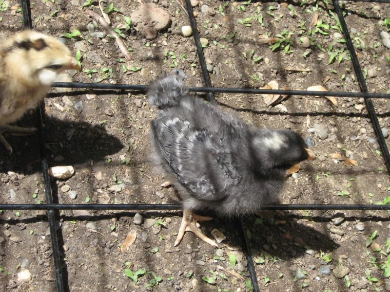 Chicks178.jpg