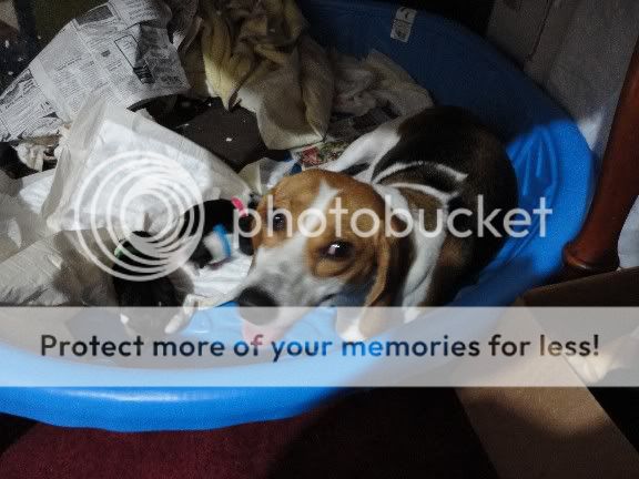Annieandpups.jpg