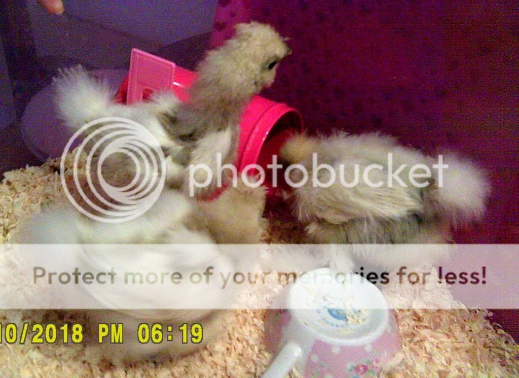 fluffybuts.jpg