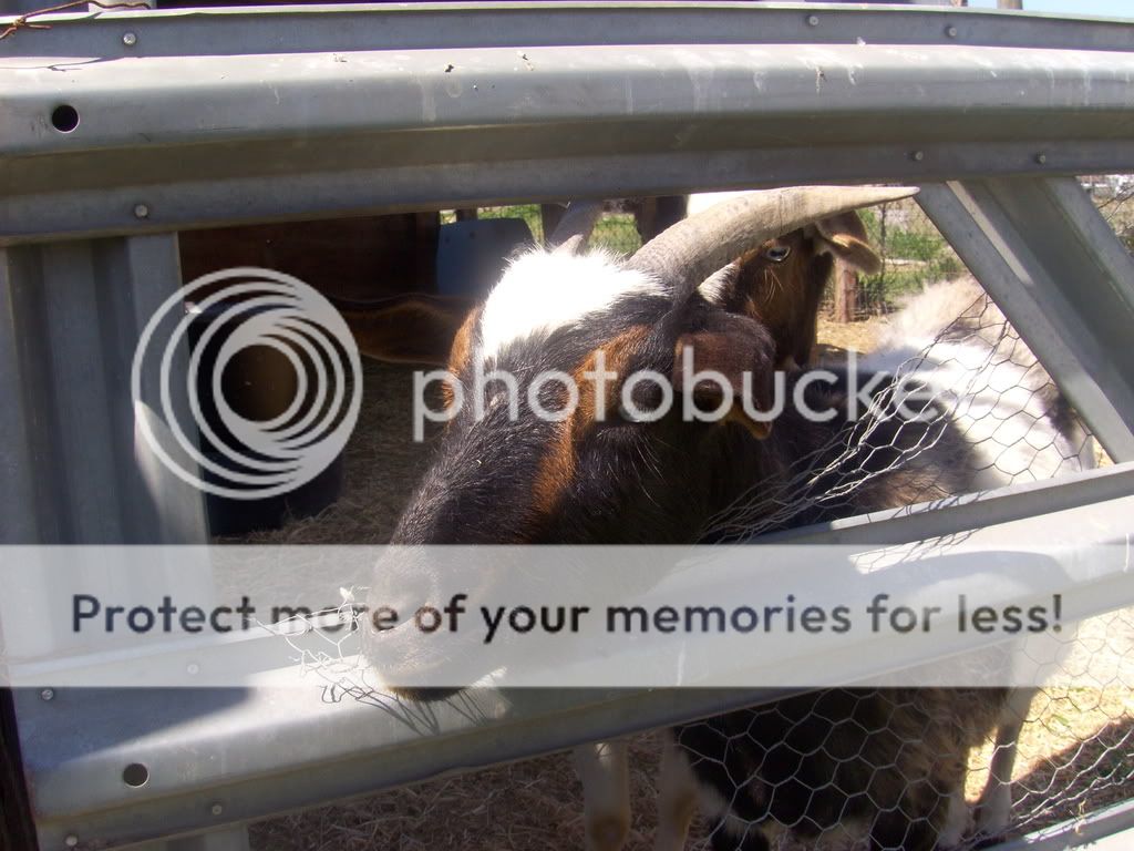 ChickensDucksandGoats020.jpg