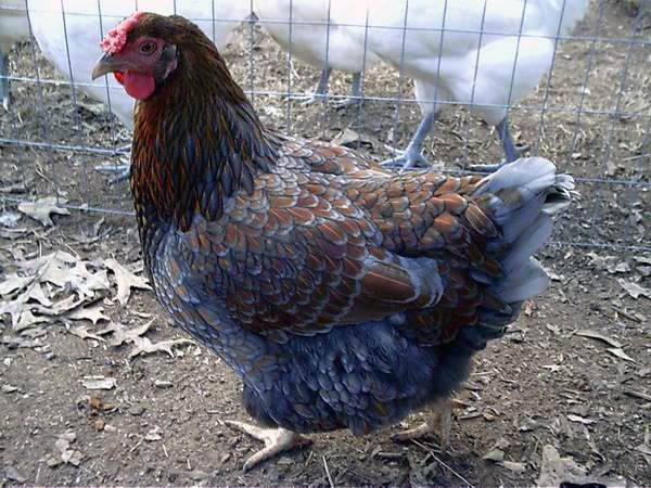 Blue-lacedRedWyandottePullet.jpg