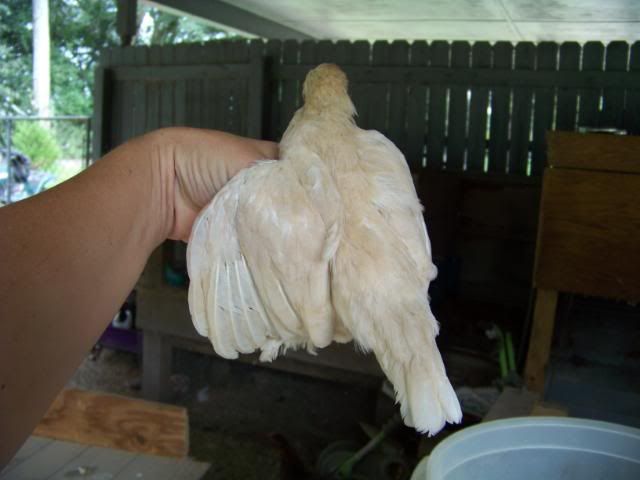 Bantamcochins021.jpg