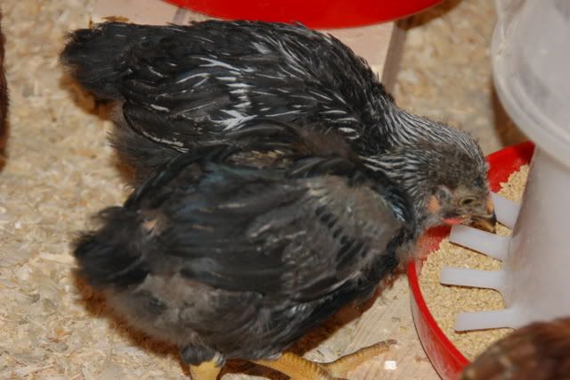 DSC_0009.jpg