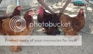 Rocky-RedPullets004.jpg