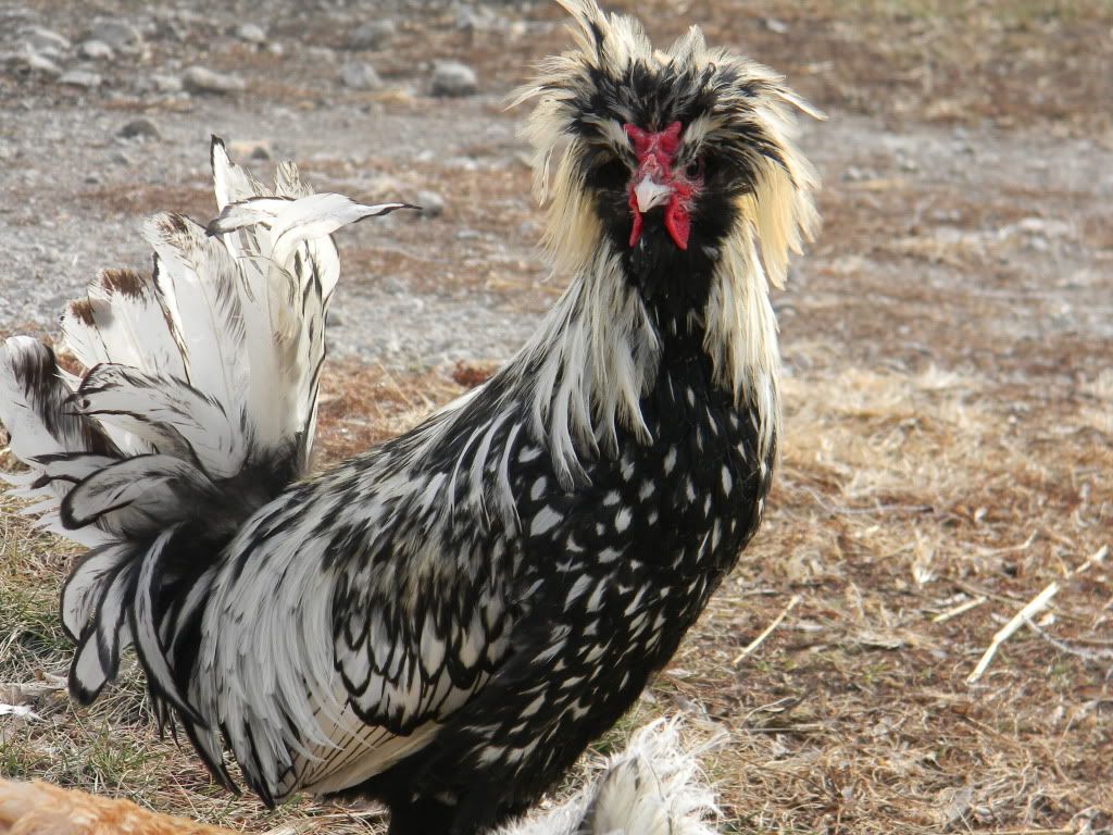 ChickPicks3320.jpg