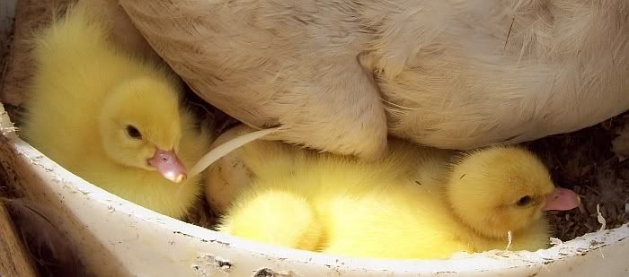 mduck.jpg