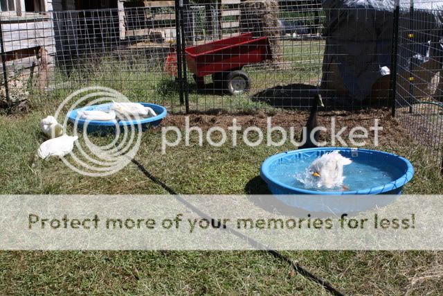 ducks009-2.jpg