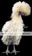 big_bird.jpg