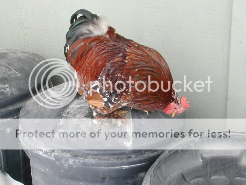 DSCN5069.jpg