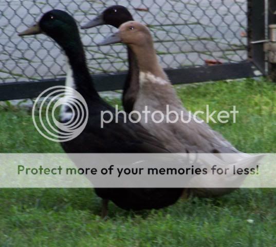 mixedduckpair2.jpg