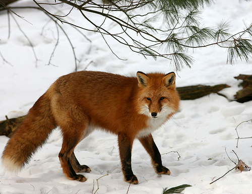 red-fox-comparison.jpg