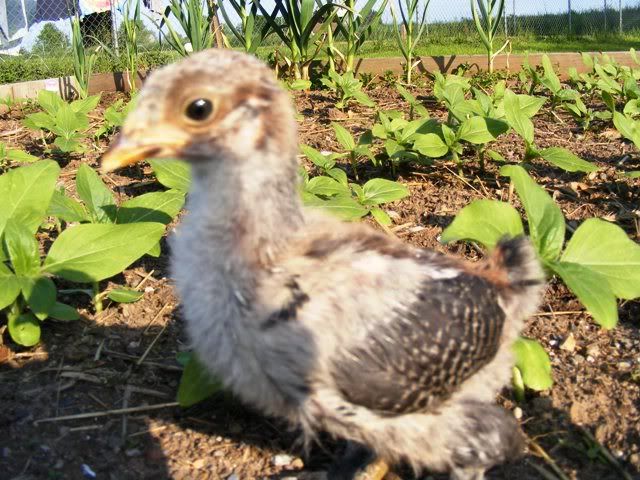 Chicksandothers012.jpg