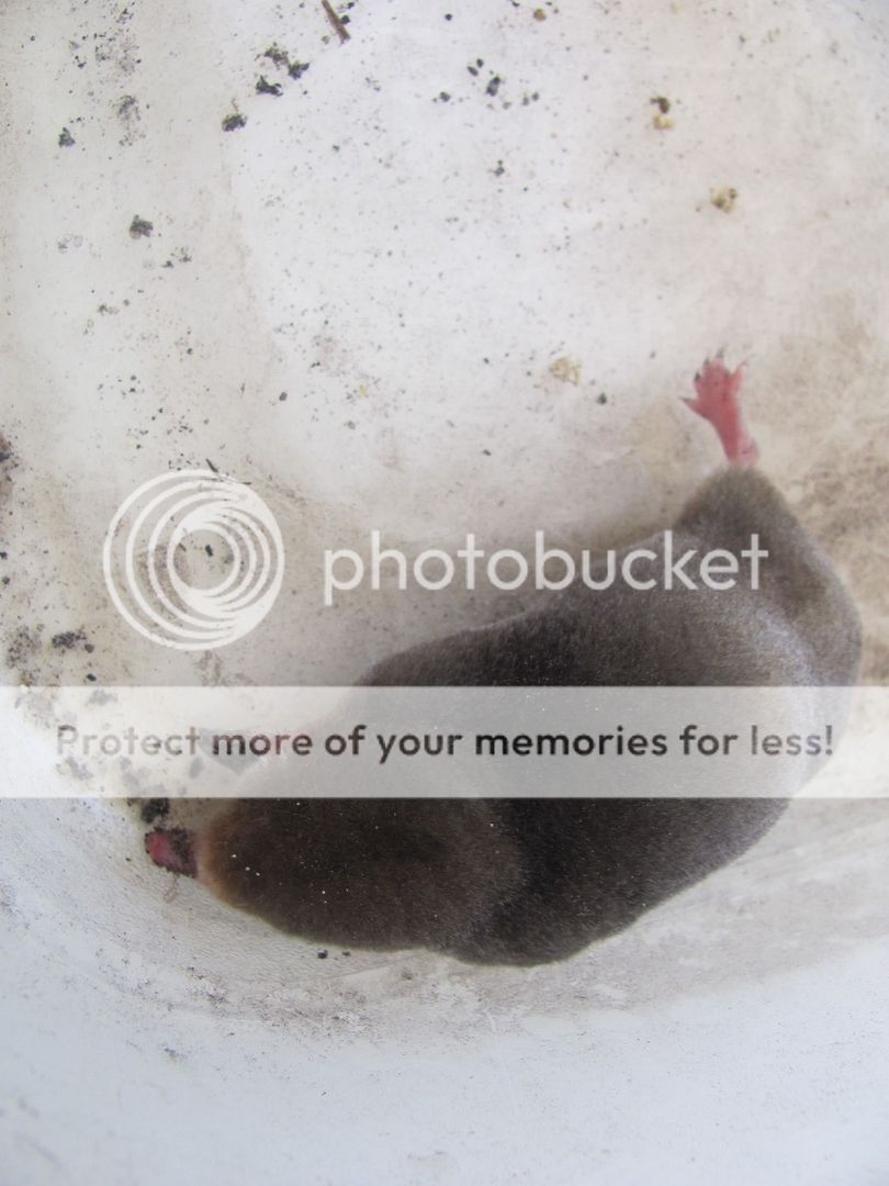 Mole003.jpg