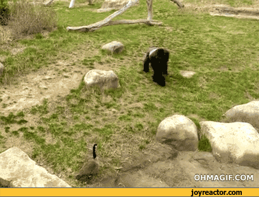 goose-gorilla-animals-funny-1108106.gif