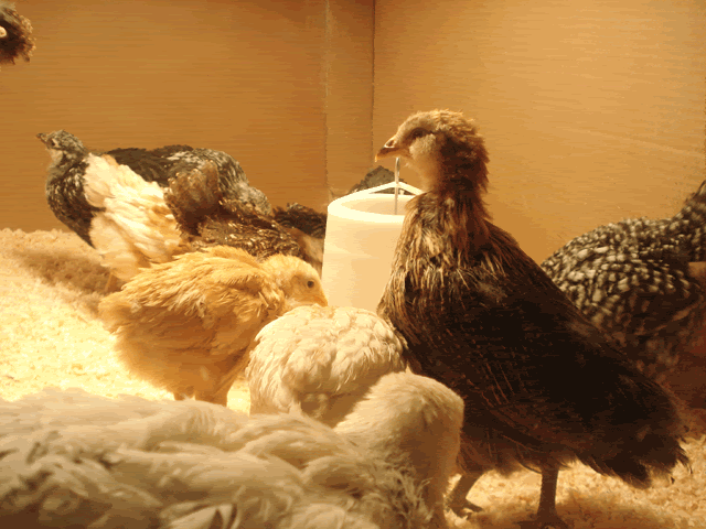 chicklets.gif