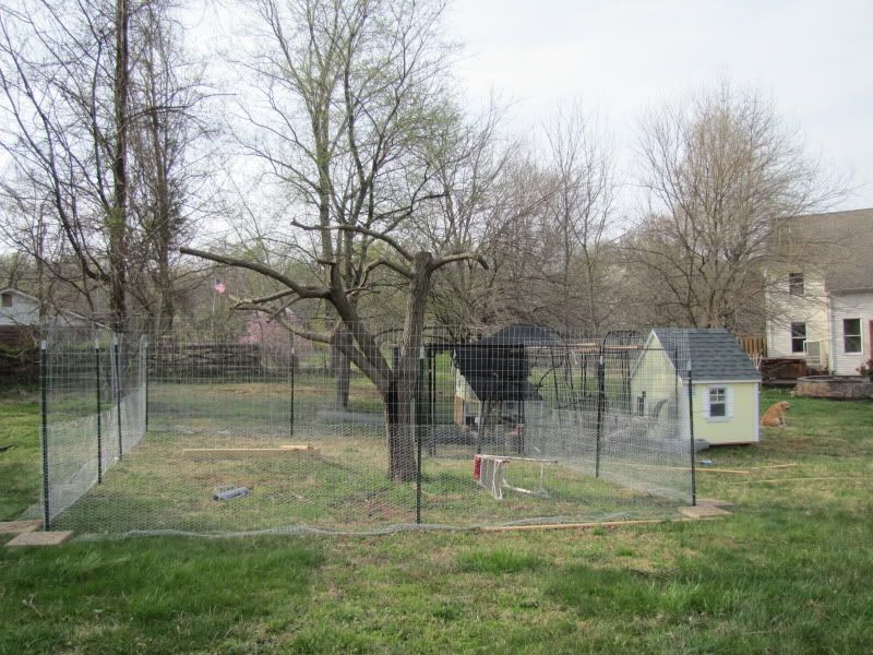 peacockchickenvilliage003.jpg