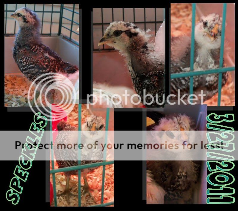 Speckles.jpg
