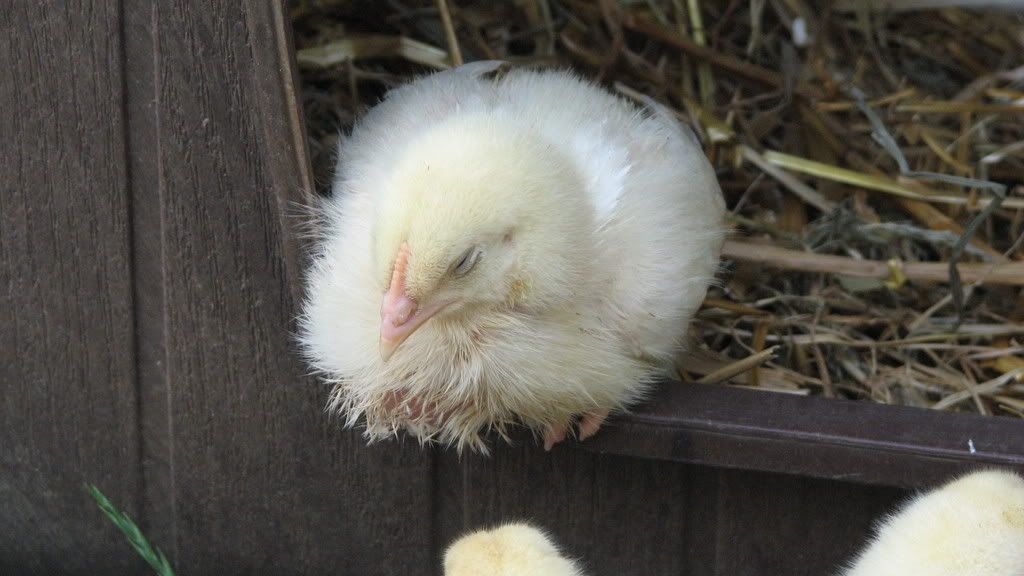 chicks006.jpg