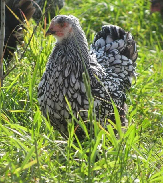 ahen4.jpg