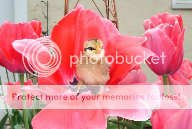 flowerchick0032.jpg