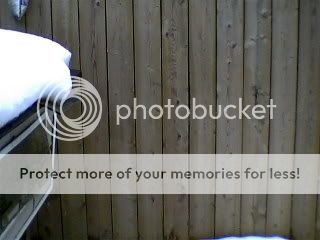 PICTURESOFMYDUCKPEN002.jpg