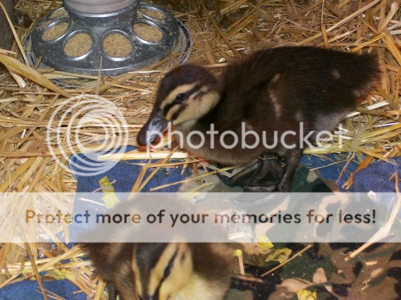 ducks010.jpg