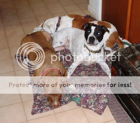 DogsGroupShot.jpg