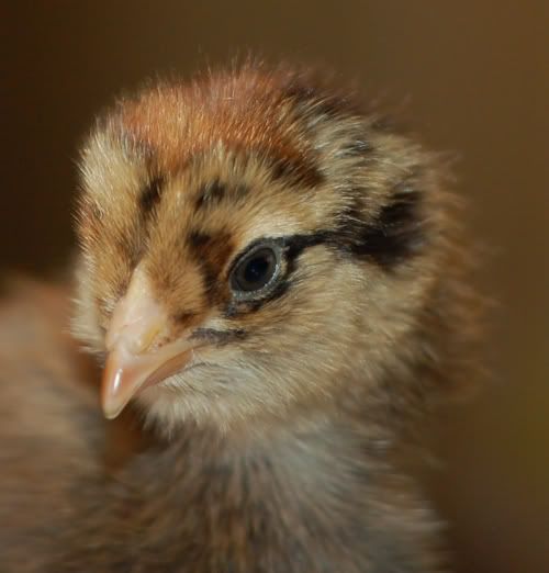 brown-chick-2.jpg