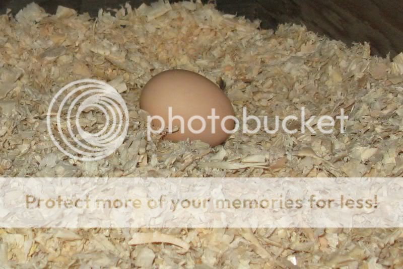 2ndegg.jpg