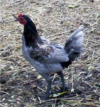 ChickPicks046.jpg